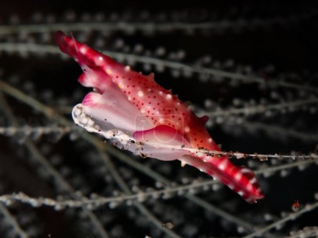                                Rosy spindle cowry from Bali