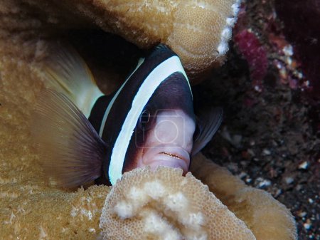Photo for Clarks anemone fish from Bali - Royalty Free Image