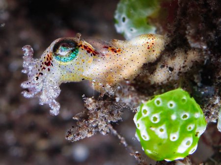Photo for Berrys bobtail squid from Bali - Royalty Free Image