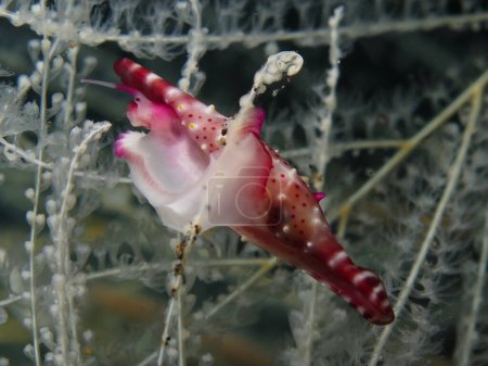                                Rosy spindle cowry from Bali