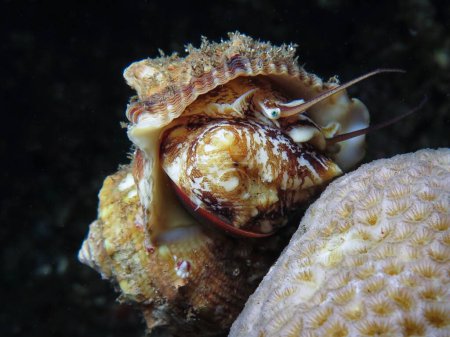                                Escargot marin Phos textilis de Bali