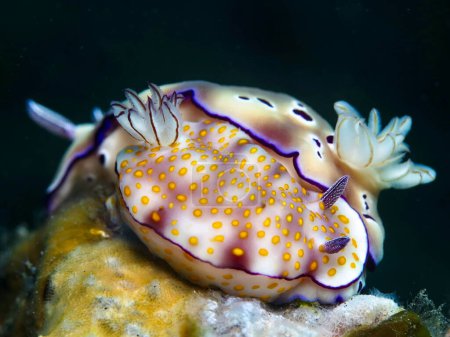                                Two different species of nudibranch mating