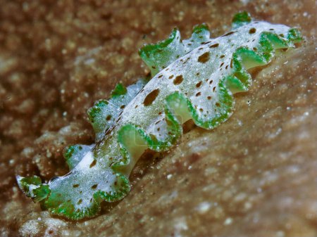 Balinese green flatworm from Tulamben