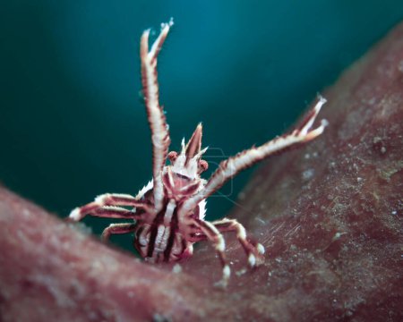 Photo for Crinoid squat lobster from Bali - Royalty Free Image