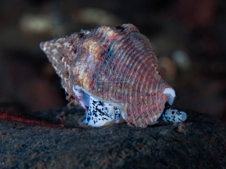 Common whelk from the cold Norwegian fjords