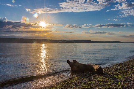 Photo for I found this driftwood on Mukiteo Beach north of Seattle - Royalty Free Image