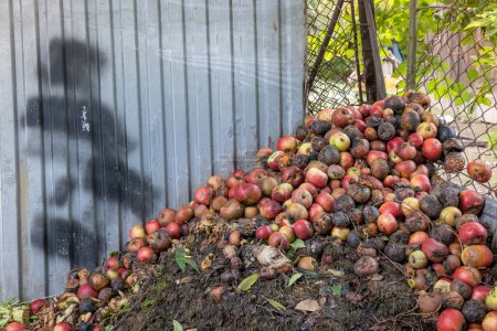 Photo for Rotten apples thrown in the garbage can, fruit composter on the farm. - Royalty Free Image