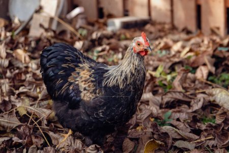 A hen looking for food in leaves and grass - the rooster feeds on worms and insects from the ground