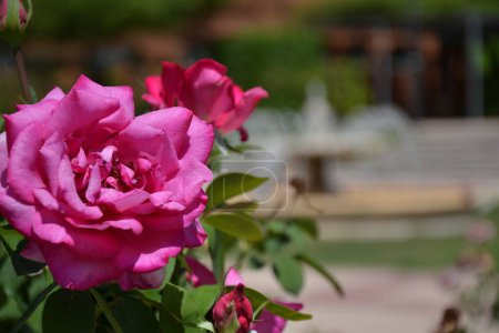Foto de Jardín de rosas y fuente en el Parc de l 'Ouest de Madrid - Imagen libre de derechos