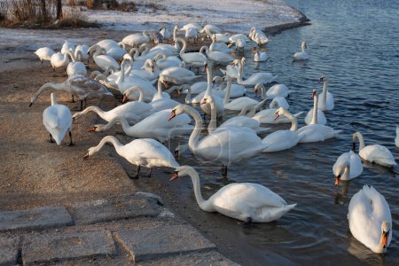 A flock of swan eating corn and grain at the banks of the River Dnipro, Ukraine. Wintering swans