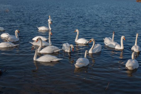 Photo for White swans flock swims in river Dnipro, Ukraine. Wintering swans - Royalty Free Image