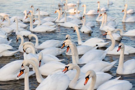 Photo for White swans flock swims in river Dnipro, Ukraine. Wintering swans - Royalty Free Image
