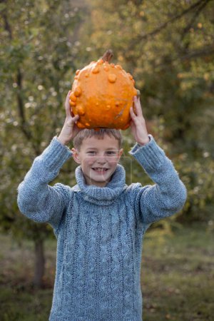 Photo for Boy in a knitted blue sweater is holding in his hands ugly orange pumpkins. Deformed orange pumpkins with a damaged, ugly skin. Thanksgiving, harvest, halloween concept. - Royalty Free Image