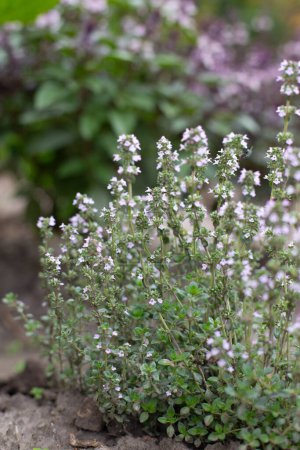 Blossoming fragrant Thyme, Thymus serpyllum, blooms in the garden in summer.