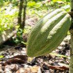 Cocoa farm in Southern Bahia Brazil. Green fruit on the cocoa tree.