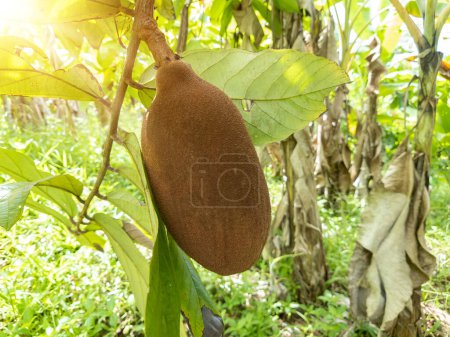 Photo for Exotic Cupuau  Fruit on Tree, Super Amazonian Fruit. - Royalty Free Image