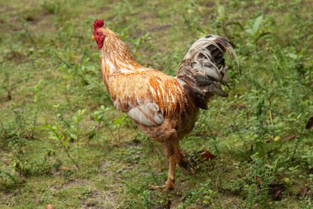 Photo for Free-range chicken in a pasture with natural grass. - Royalty Free Image