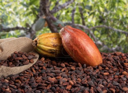 Kakaofrüchte und rohe Kakaobohnen mit defokussierter Kakaoplantage im Hintergrund