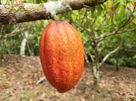 Árbol de cacao con frutos plantados en finca en Ilheus, Bahia, Brasil.