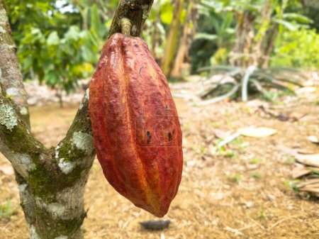Cacao tree with fruits planted on farm in Ilheus, Bahia, Brazil.