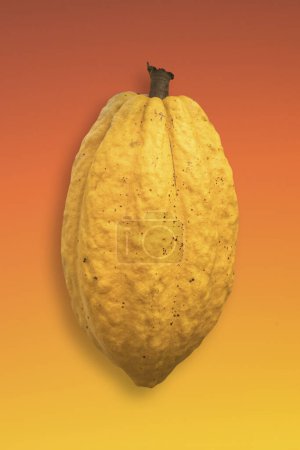 Photo for Yellow Cocoa fruit (Theobroma cacao) isolated on gradient background. - Royalty Free Image