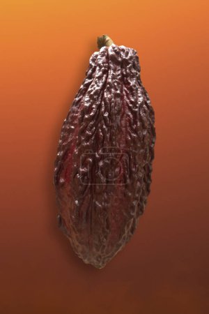 Photo for Fresh Dark red cocoa fruit isolated on orange gradient background. - Royalty Free Image
