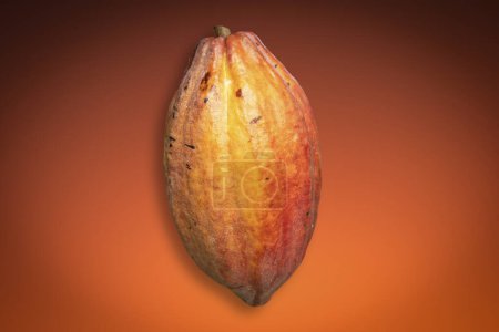 Photo for Red Cocoa fruit (Theobroma cacao) isolated on gradient background. - Royalty Free Image