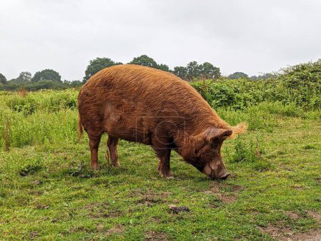Téléchargez les photos : Tamworth Pig Itinérance dans Knepp Estate Pasture - en image libre de droit
