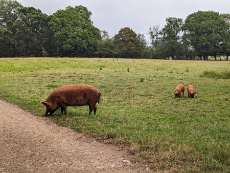 Téléchargez les photos : Groupe de cochons domestiques errant librement dans un paysage rural à Knepp Estate - en image libre de droit