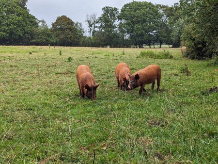 Téléchargez les photos : Pâturage de porcs et porcelets dans un pâturage vert sur une ferme à Knepp - en image libre de droit