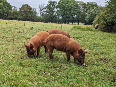 Téléchargez les photos : Wild Tamworth Piglet Itinérance dans Knepp Estate Field - en image libre de droit
