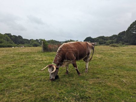 Téléchargez les photos : Rewilding dans un paysage rural : pâturage de bovins en liberté dans Knepp Estate - en image libre de droit