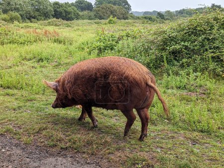 Téléchargez les photos : Pâturage de cochons Tamworth dans un champ vert avec la faune, Knepp Estate - en image libre de droit