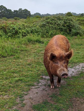Téléchargez les photos : Scène de campagne paisible avec un porc Tamworth pâturage dans un champ vert luxuriant - en image libre de droit