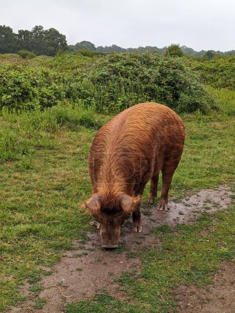 Téléchargez les photos : Le pâturage du cochon de Tamworth dans le beau paysage - en image libre de droit