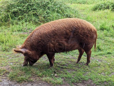 Téléchargez les photos : Pâturage de cochons Tamworth dans le pâturage vert, Knepp Estate - en image libre de droit