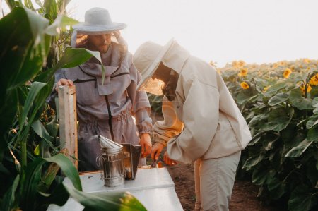 Téléchargez les photos : Une jeune famille d'apiculteurs travaille dans une ferme produisant du miel dans des tournesols au coucher du soleil. Concept de production de miel - en image libre de droit