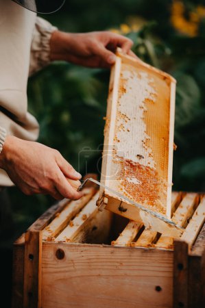 Téléchargez les photos : Un jeune apiculteur familial positif travaille dans une ferme qui produit du miel dans des tournesols au coucher du soleil. Concept de production de miel - en image libre de droit