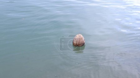 Téléchargez les photos : Vieux cocotier flottant dans l'eau de mer, concept de pollution environnementale - en image libre de droit
