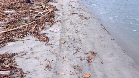 Téléchargez les photos : La plage est pleine de déchets organiques, le concept de pollution de l'environnement - en image libre de droit