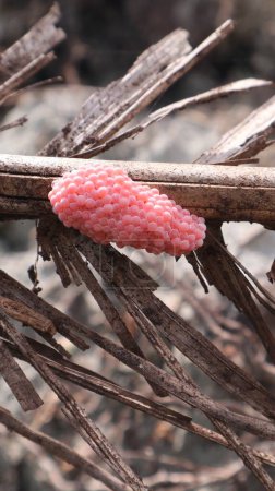 Foto de Huevos de caracol rosa puestos en ramas de madera muertas - Imagen libre de derechos