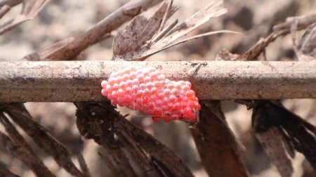 Foto de Huevos de caracol rosa puestos en ramas de madera muertas - Imagen libre de derechos