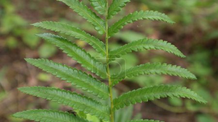 Anchistea virginica or fern, fern leave