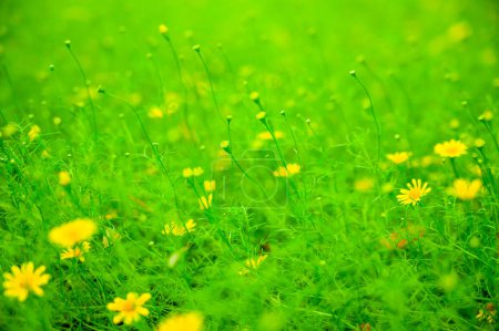 Foto de Yellow daisy or Dahlberg daisy blooming in the garden at Chiang Mai Province. - Imagen libre de derechos