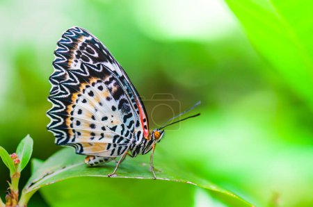 Photo for A butterfy on leaf and green natural background, Thailand. - Royalty Free Image