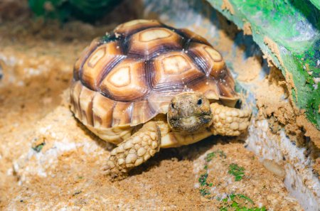 Foto de Sulcata Tortoise or African Spurred Tortoise in Thai, Thailand. - Imagen libre de derechos