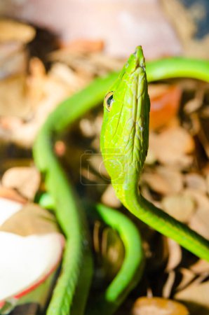 Photo for Close Up of Long Nosed Green Snake, Thailand. - Royalty Free Image