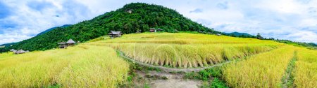 Photo for Panorama View of Pa Bong Piang Rice Terraces at Chiang Mai Province, Thailand. - Royalty Free Image