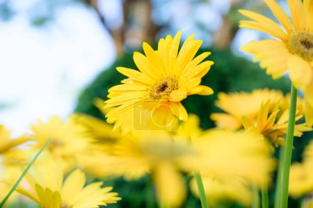 Photo for Yellow gerbera flowers in the garden, Chiang Mai Province. - Royalty Free Image