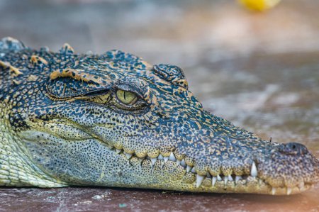 Foto de Face of Siamese crocodile, Thailand. - Imagen libre de derechos